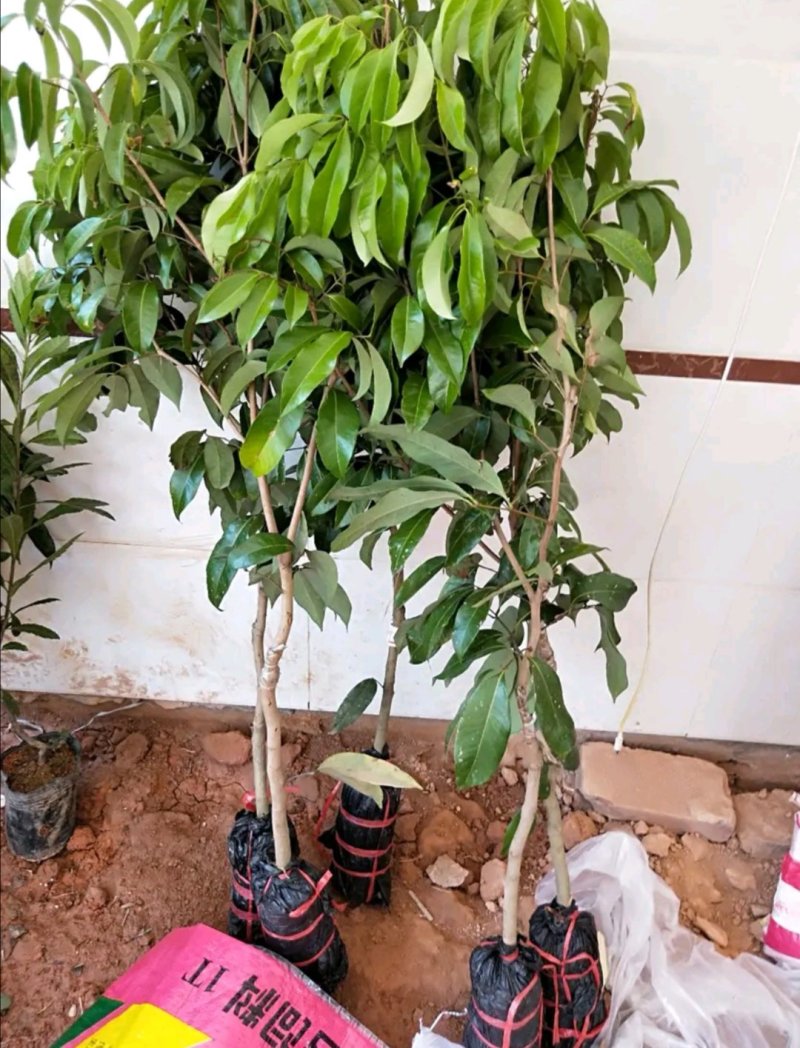 荔枝苗海南A4无核荔枝白糖罂荔枝桂味荔枝苗