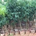 荔枝苗海南A4无核荔枝白糖罂荔枝桂味荔枝苗