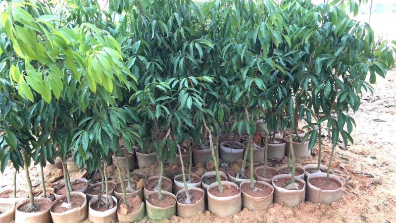 荔枝苗海南A4无核荔枝白糖罂荔枝桂味荔枝苗