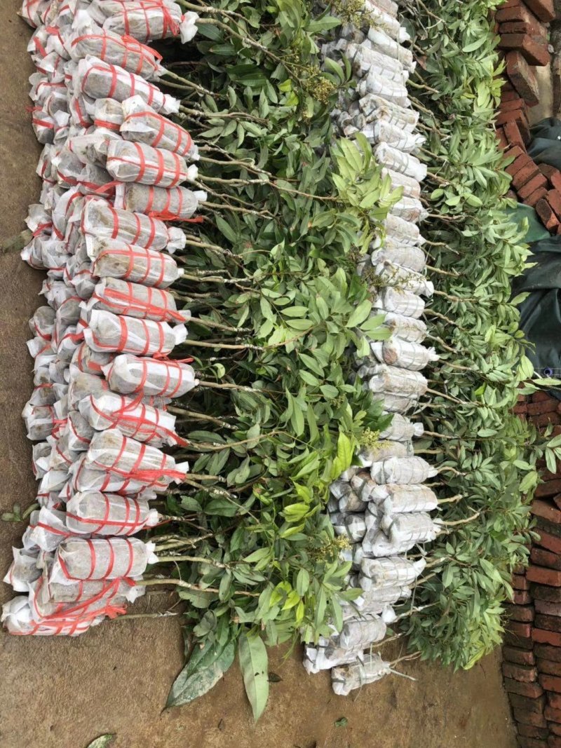 荔枝苗海南A4无核荔枝白糖罂荔枝桂味荔枝苗