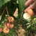 荔枝苗海南A4无核荔枝白糖罂荔枝桂味荔枝苗