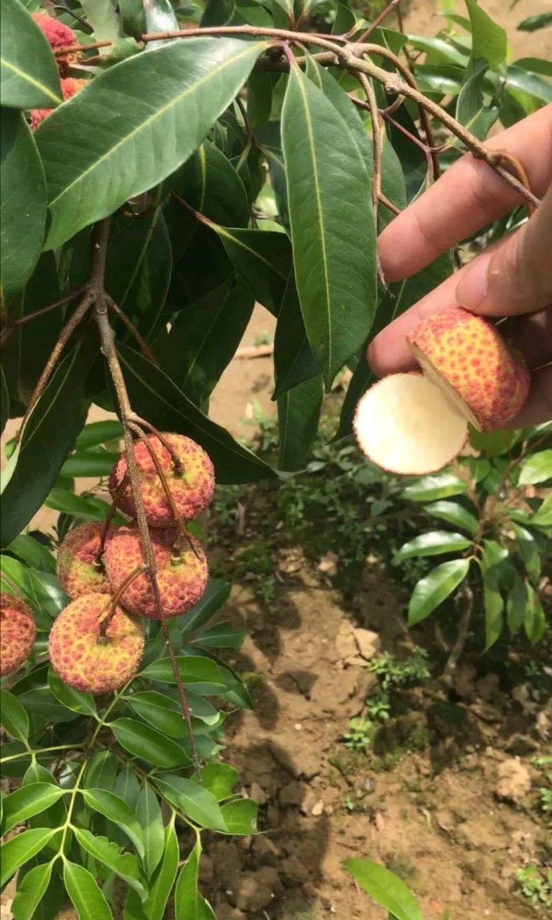 荔枝苗海南A4无核荔枝白糖罂荔枝桂味荔枝苗