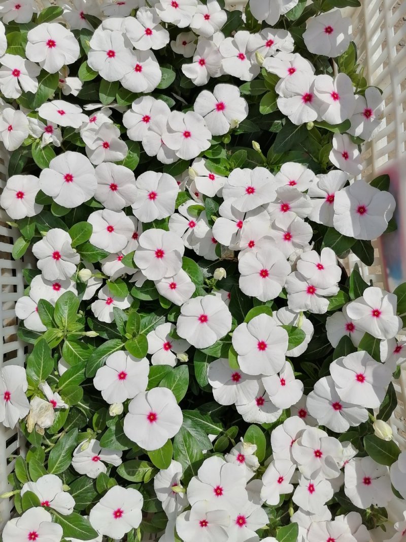 优质天天开，青州基地直发