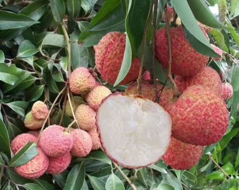 荔枝苗海南A4无核荔枝白糖罂荔枝桂味荔枝苗