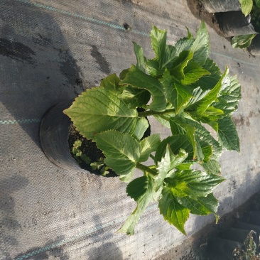 绣球苗八仙花盆栽地栽苗庭院阳台种植苗带叶带土发货