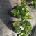 绣球苗八仙花盆栽地栽苗庭院阳台种植苗带叶带土发货