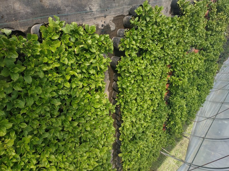 绣球苗八仙花盆栽地栽苗庭院阳台种植苗带叶带土发货