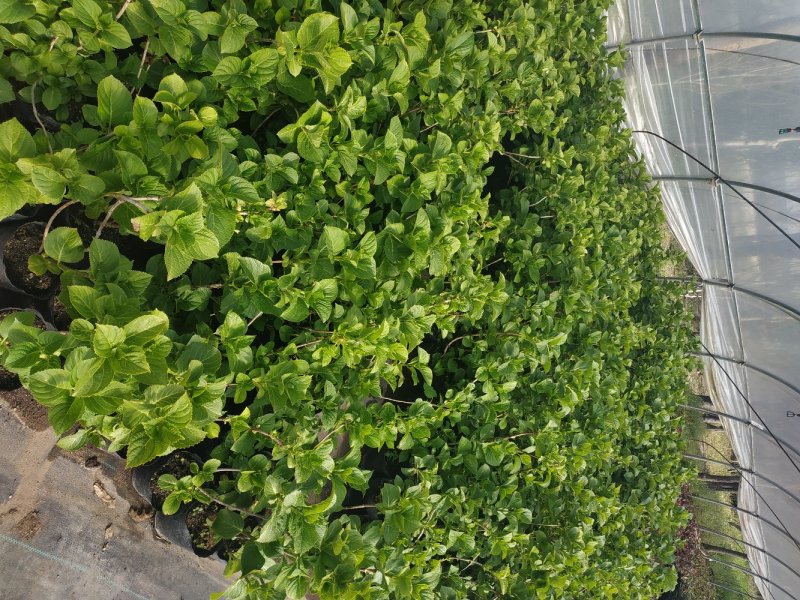 绣球苗八仙花盆栽地栽苗庭院阳台种植苗带叶带土发货