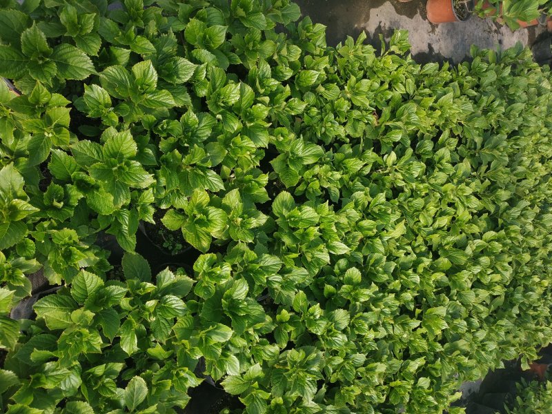 绣球苗八仙花盆栽地栽苗庭院阳台种植苗带叶带土发货
