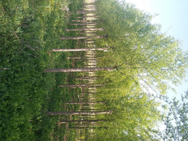 老兵花卉园艺场供应：垂柳