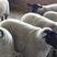 萨福克纯种公母均有支持线上下单全国羊种大之一包运输