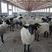 萨福克纯种公母均有支持线上下单全国羊种大之一包运输