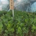 菠萝蜜苗,12号菠萝蜜苗,正品嫁接苗,包邮。