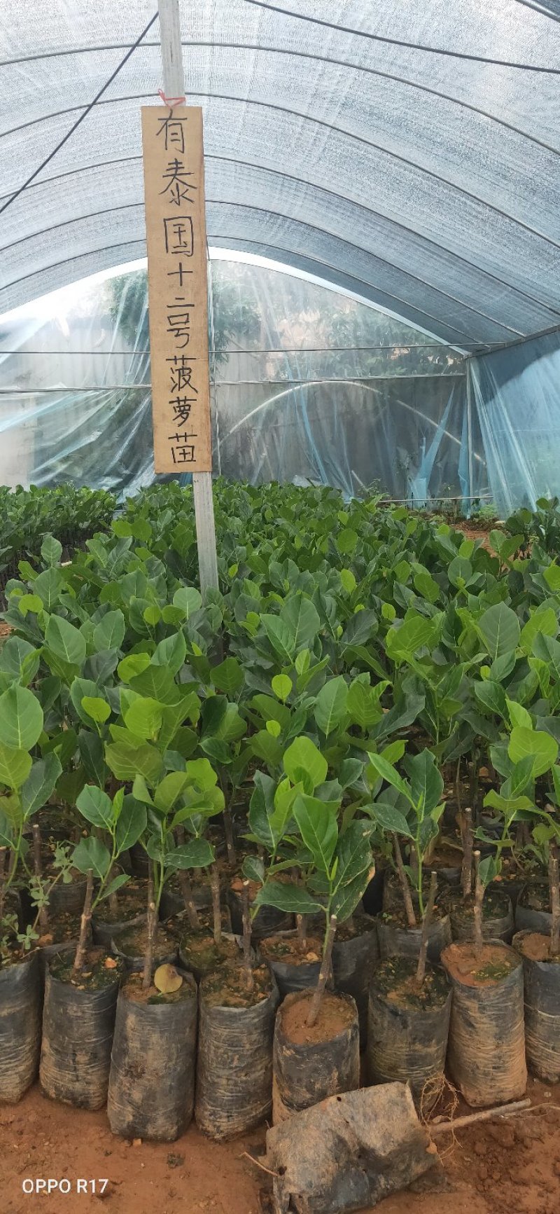 菠萝蜜苗，12号菠萝蜜苗，正品嫁接苗，包邮。