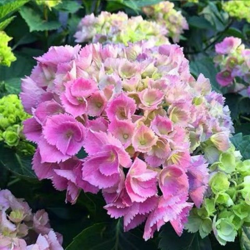 绣球苗八仙花盆栽地栽苗庭院阳台种植苗带叶带土发货