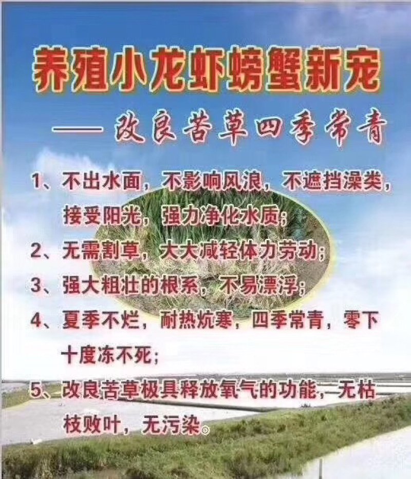 绿化工程虾蟹专用不枯萎耐寒四季青矮苦草基地直供全国包邮
