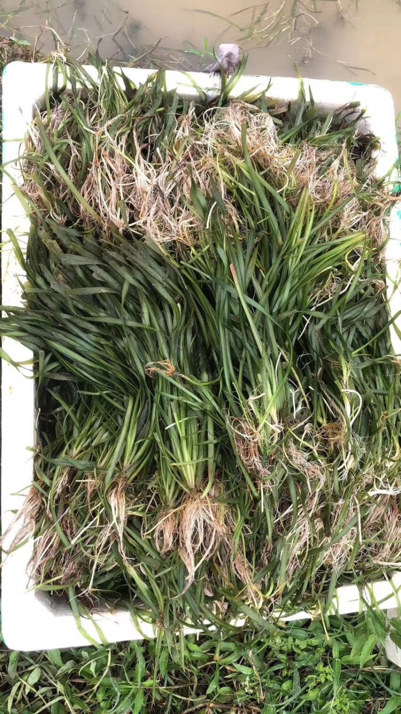 绿化工程虾蟹专用不枯萎耐寒四季青矮苦草基地直供全国包邮