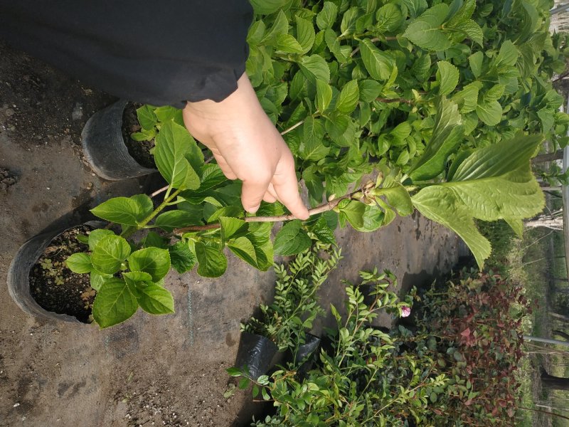 绣球苗绣球花八仙绣球庭院阳台种植苗清香花卉