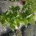 绣球苗绣球花八仙绣球庭院阳台种植苗清香花卉