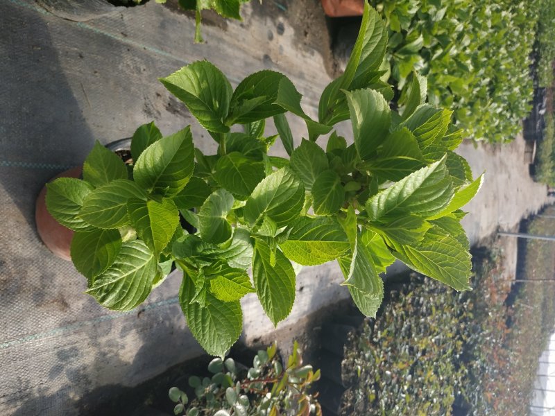 绣球苗绣球花八仙绣球庭院阳台种植苗清香花卉