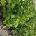 绣球苗绣球花八仙绣球庭院阳台种植苗清香花卉