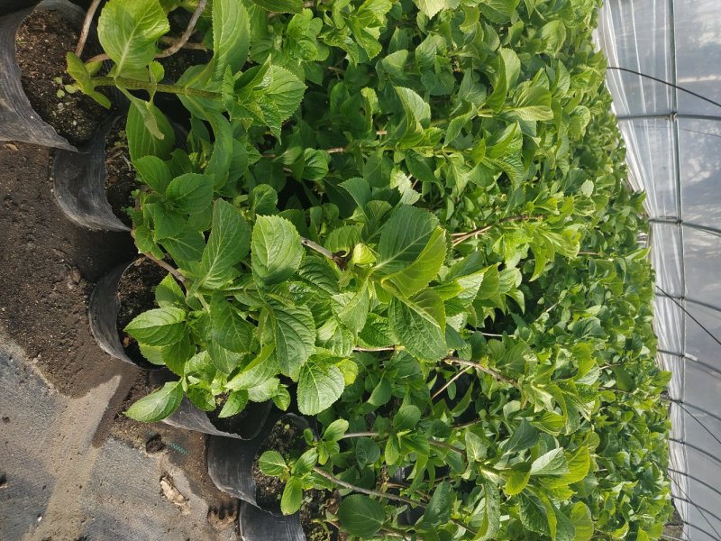 绣球苗绣球花八仙绣球庭院阳台种植苗清香花卉