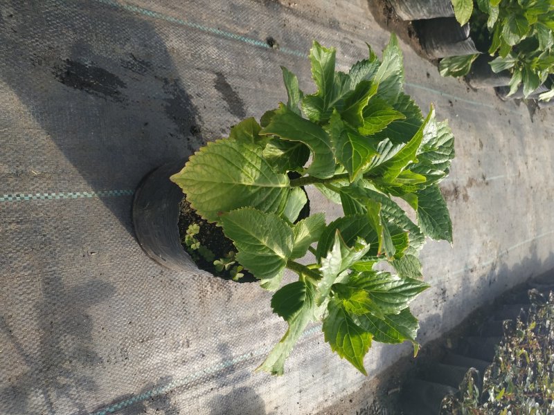 绣球苗绣球花八仙绣球庭院阳台种植苗清香花卉