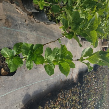 绣球苗绣球花八仙绣球庭院阳台种植苗清香花卉