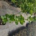 绣球苗绣球花八仙绣球庭院阳台种植苗清香花卉