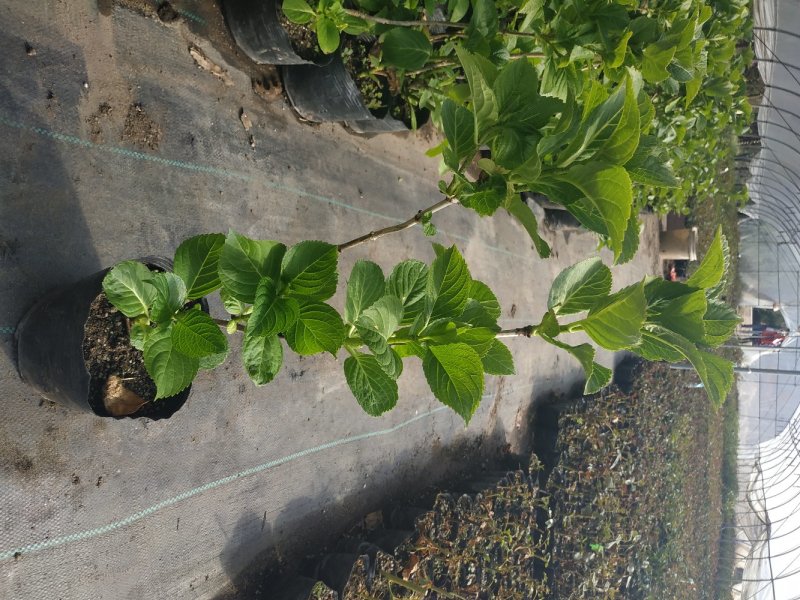 绣球苗绣球花八仙绣球庭院阳台种植苗清香花卉