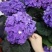 绣球苗绣球花八仙绣球庭院阳台种植苗清香花卉