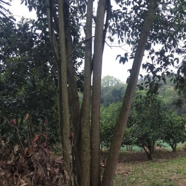 丛生大叶女贞山货移栽野生货源可供选择有货