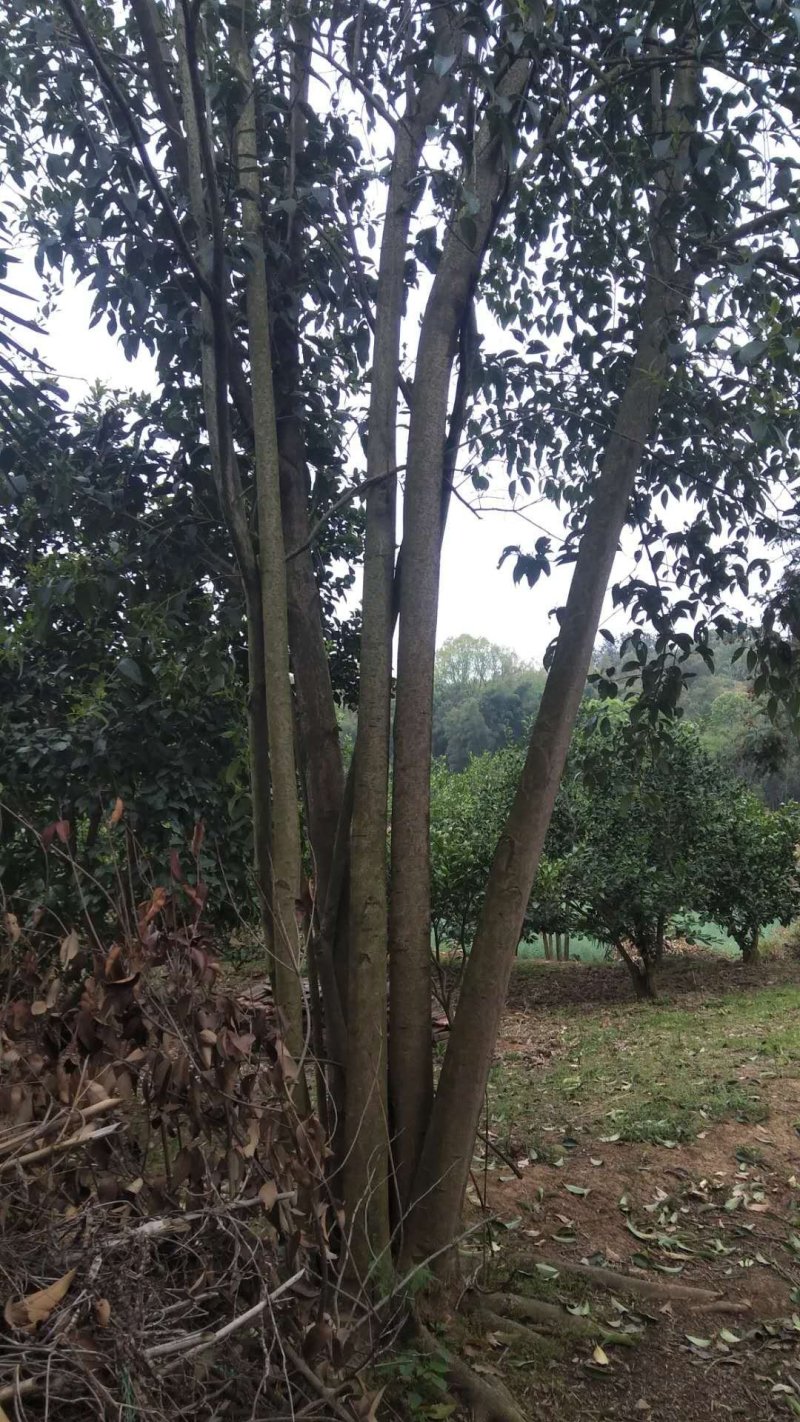 丛生大叶女贞山货移栽野生货源可供选择有货