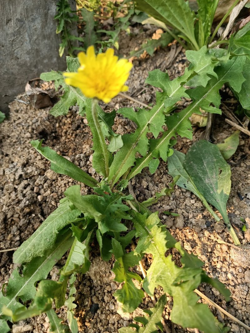 河南省泌阳县盘古山野生蒲公英整棵带根/干.鲜货批发零售