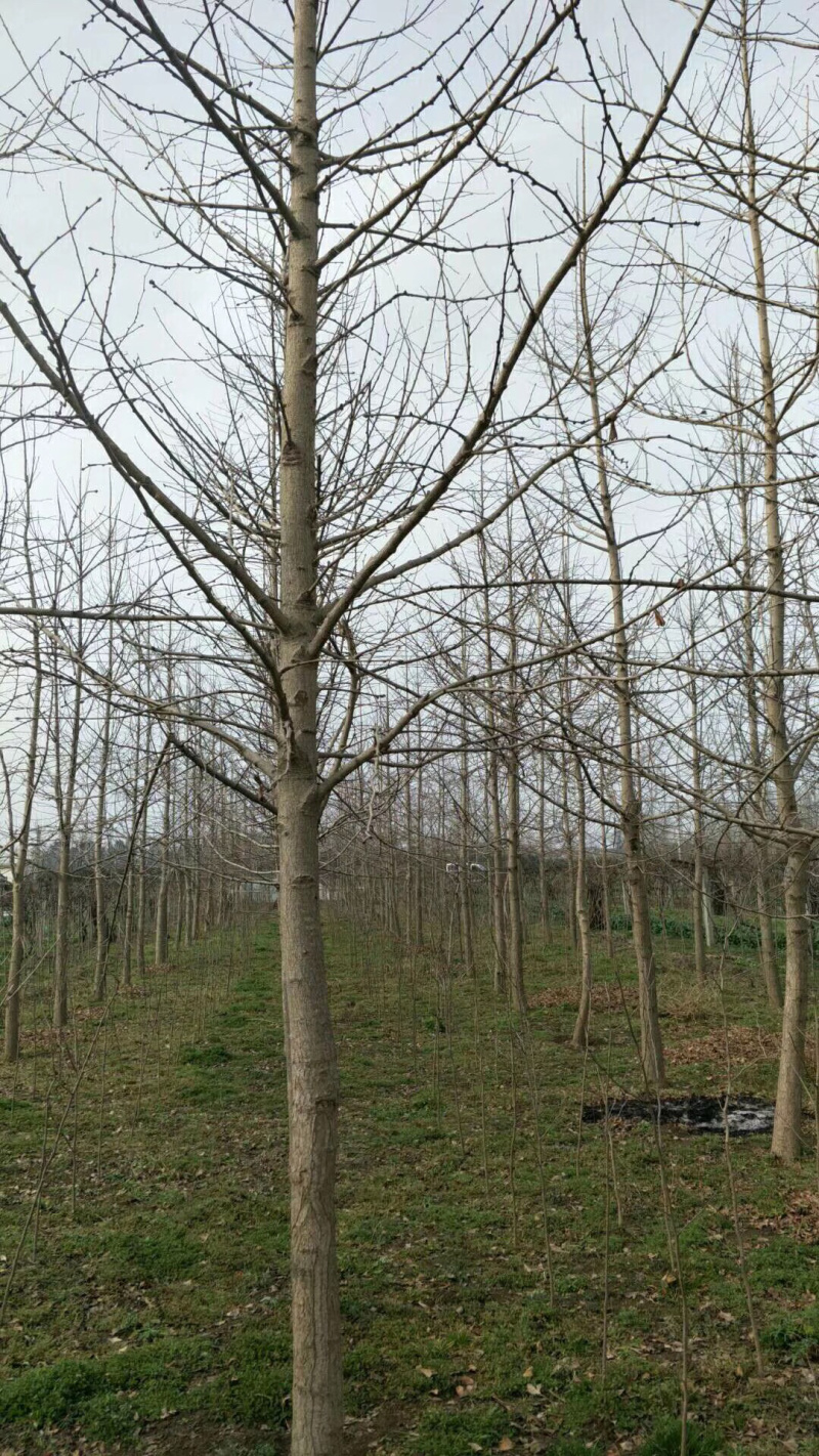 银杏树，1到30公分。规格齐全。价格优惠。
