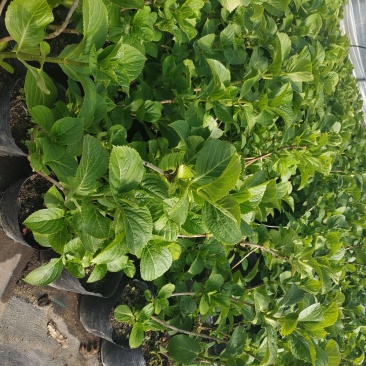 绣球苗带叶带土发货盆栽地栽苗庭院阳台种植量大优惠
