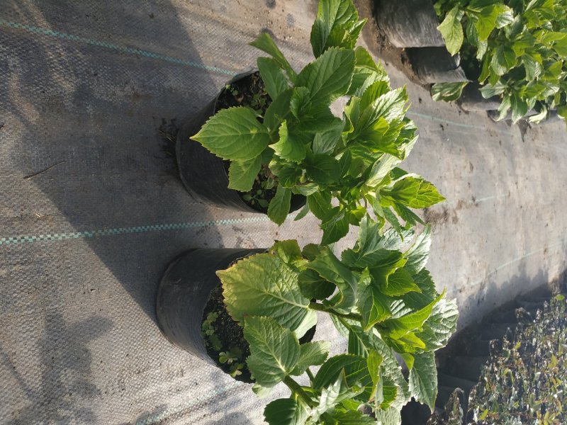 绣球苗带叶带土发货盆栽地栽苗庭院阳台种植量大优惠