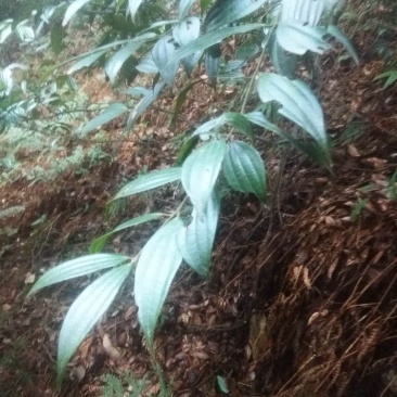 野生桂皮