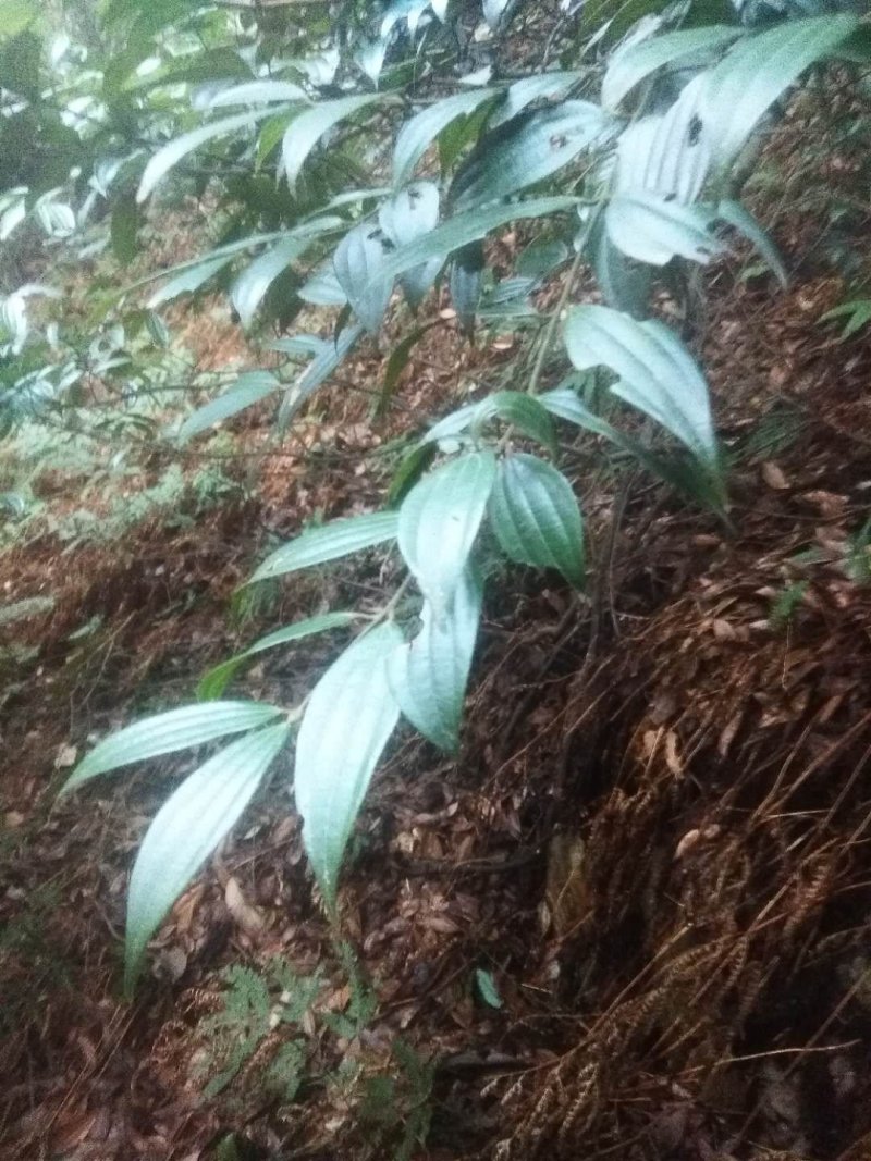 野生桂皮