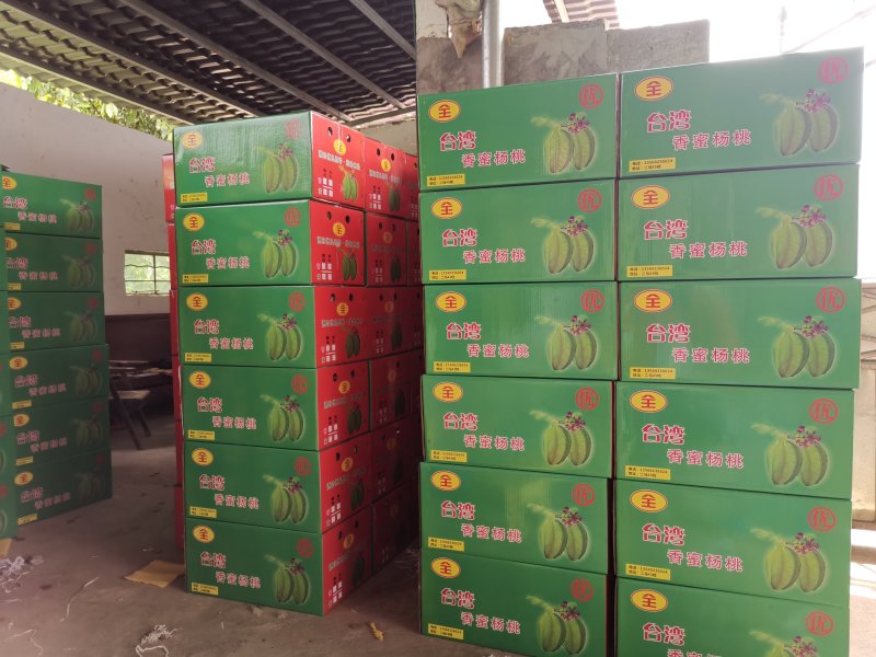 杨桃之乡，广东龙门，清甜爽口，入口无渣！