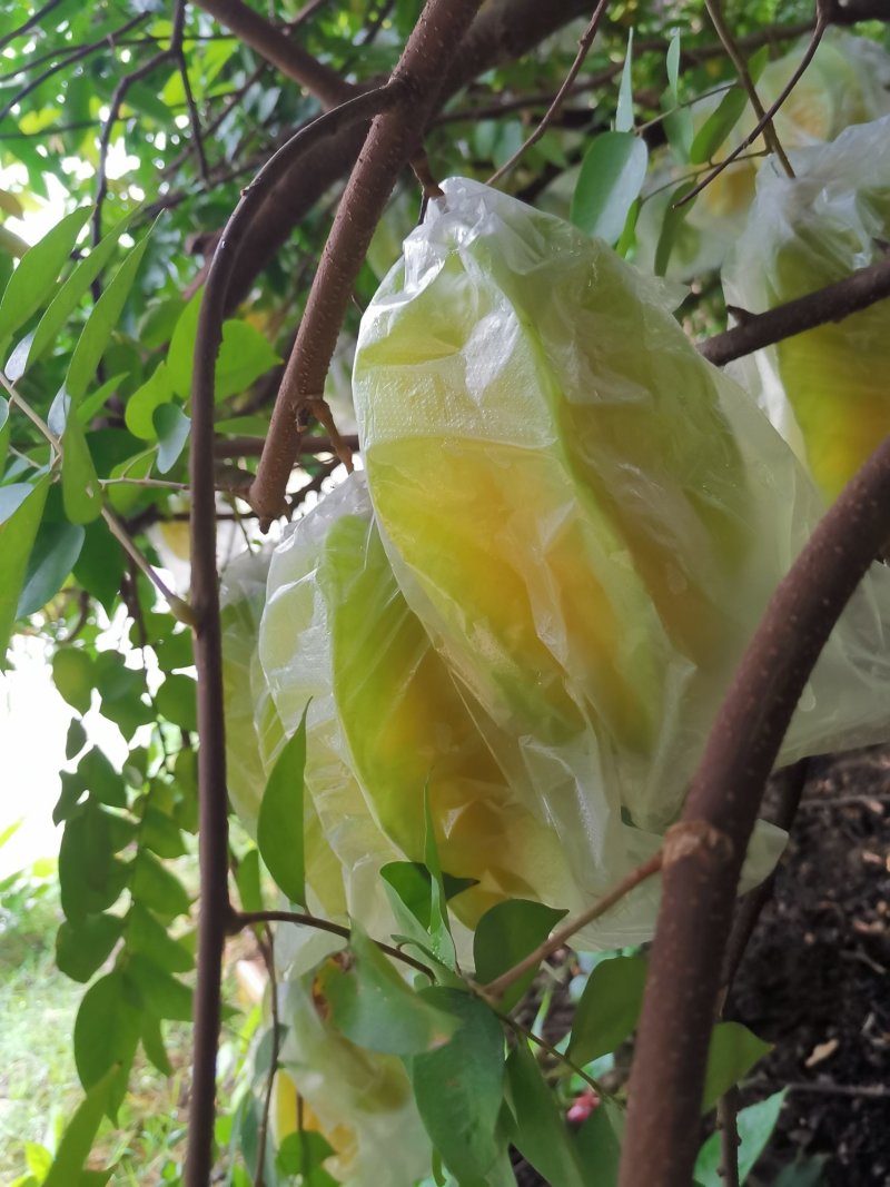 杨桃之乡，广东龙门，清甜爽口，入口无渣！