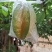 杨桃之乡，广东龙门，清甜爽口，入口无渣！