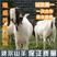 波尔山羊受孕母羊多胎多产支持线上交易技术跟踪服务