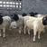 黑头杜泊活羊公母均有多胎多产包邮视频选羊支持线上交易