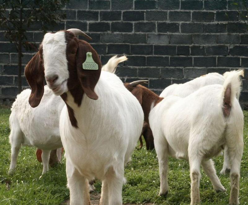 波尔山羊种公羊预备都有纯种货到付款支持线上交易