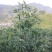 板栗树嫁接苗早熟晚熟大红袍板栗果树苗南北方可种植