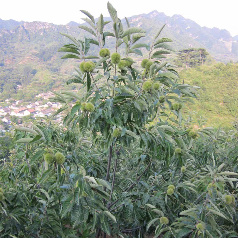 板栗树嫁接苗早熟晚熟大红袍板栗果树苗南北方可种植
