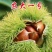 板栗树嫁接苗早熟晚熟大红袍板栗果树苗南北方可种植