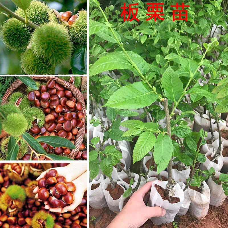板栗树嫁接苗早熟晚熟大红袍板栗果树苗南北方可种植