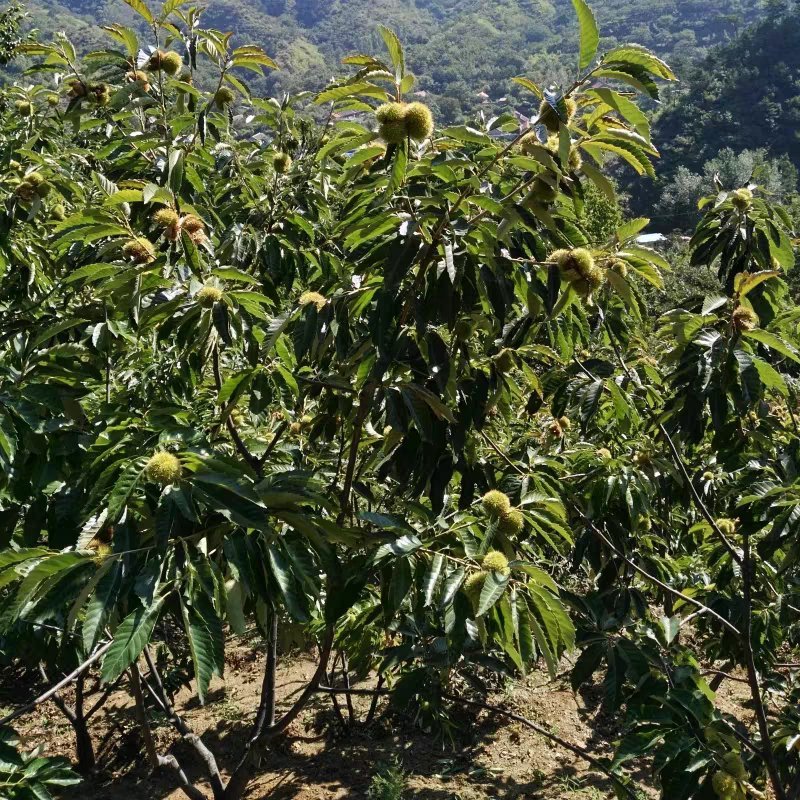 板栗树嫁接苗早熟晚熟大红袍板栗果树苗南北方可种植